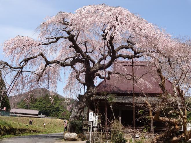 Cherry blossom of Saikoji