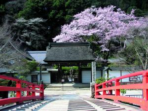 室生寺桜
