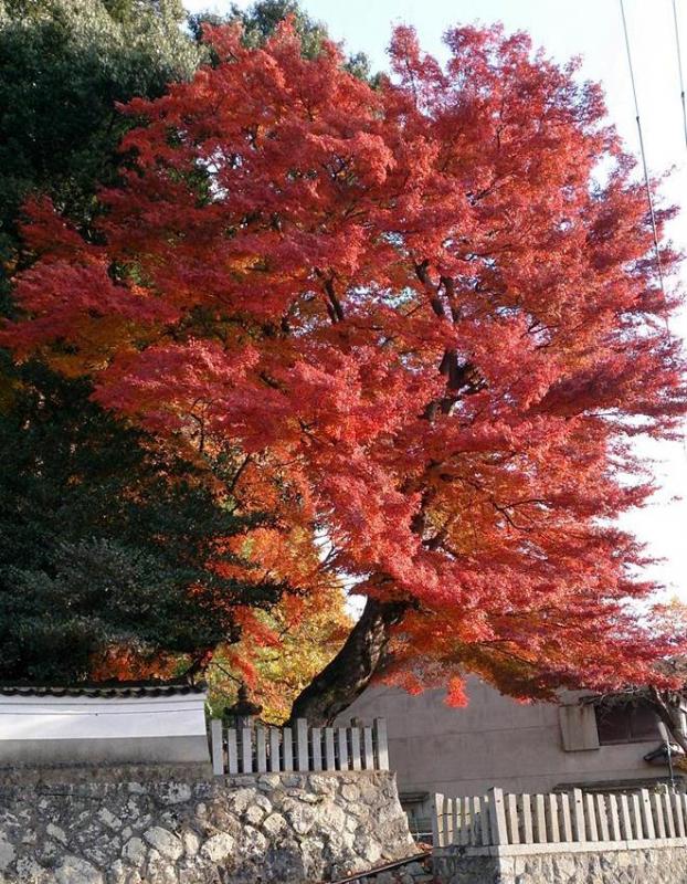 Autumn foliage of Atago Shrine