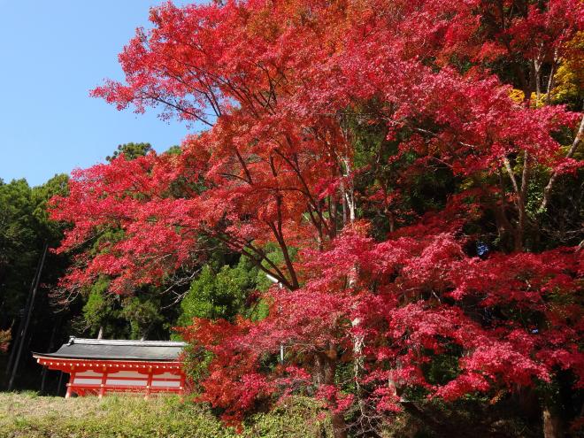 Autumn foliage of Sakurami Shrine