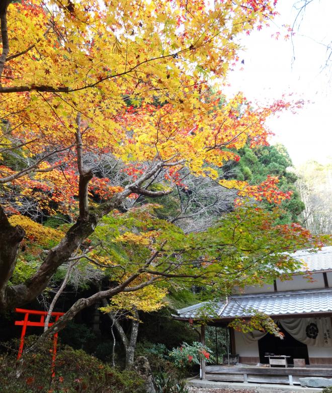 Autumn foliage of Tokugen-ji
