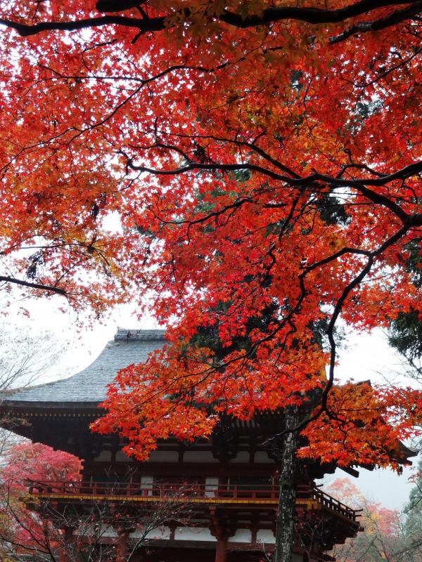 Autumn foliage of Muro-ji