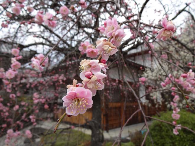 Plum blossom of Komyo-ji