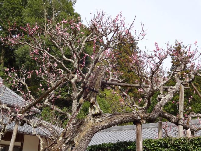 Plum blossom of Hibariyama Seiren-ji