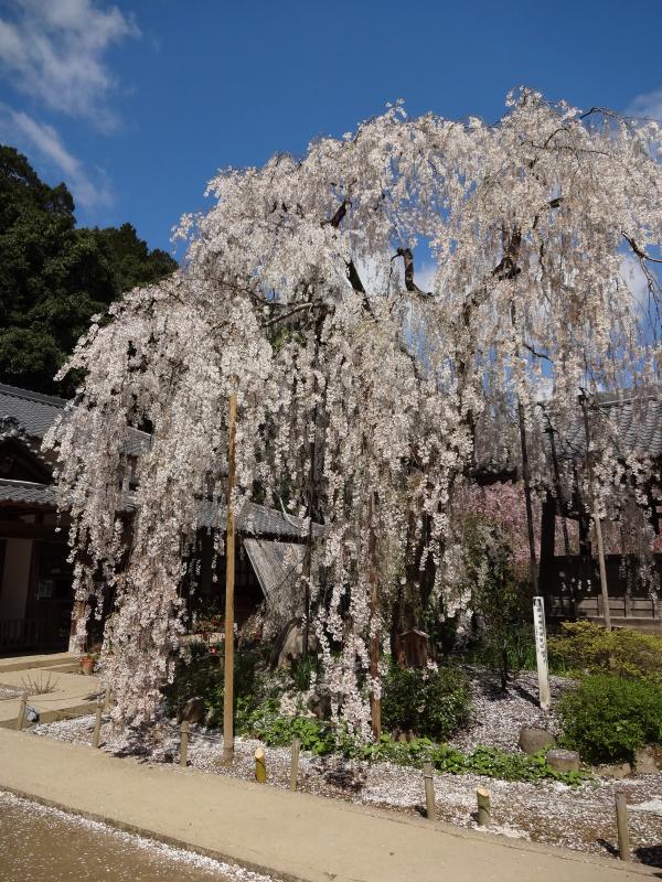 Weeping cherry trees of Ono-ji