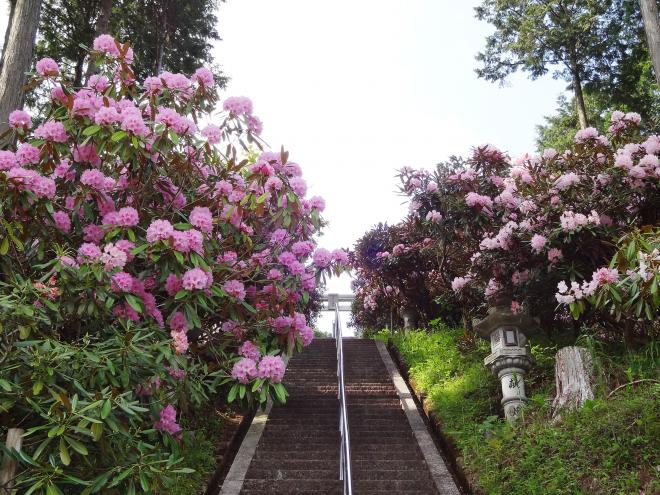 Benzaiten Rhododendron Hill