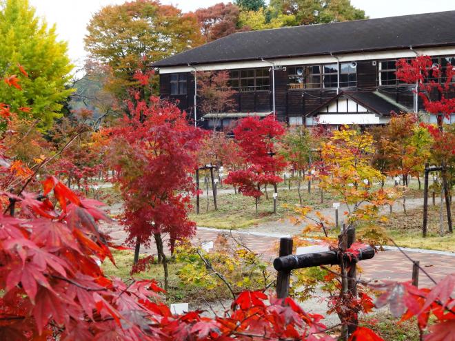 Autumn foliage of World Maple Park Hirara