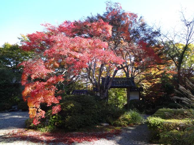 Autumn foliage of Daigan-ji