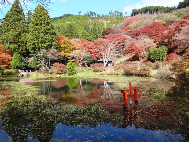 Autumn foliage of Torimiyama Park