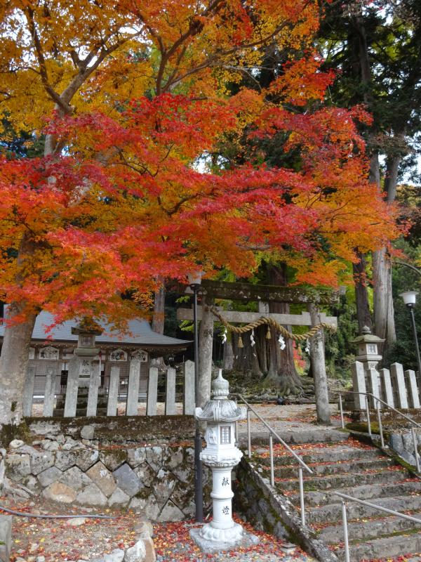 Autumn foliage of Taguchi Mikumari Shrine