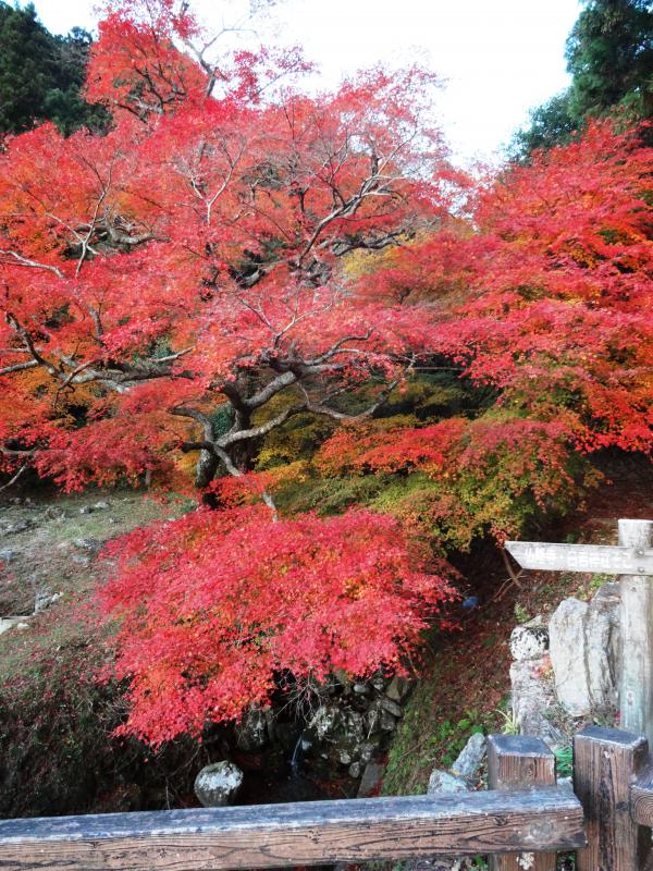 Autumn foliage of Hibariyama Seiren-ji