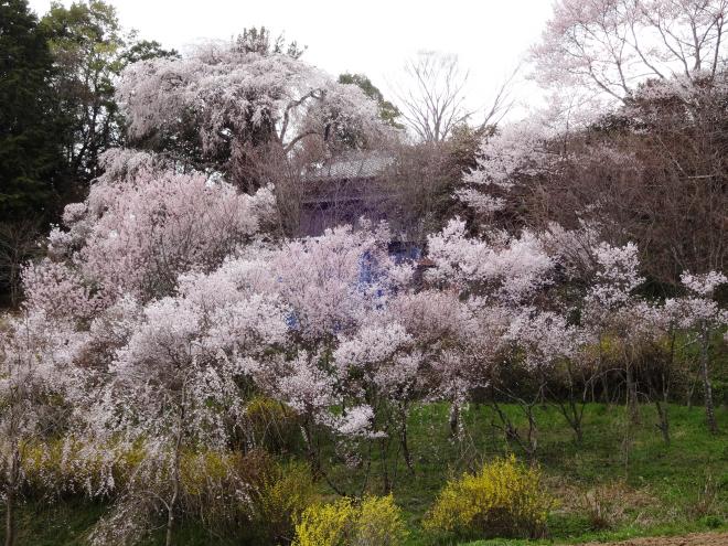 Cherry blossoms of Tenyaku-ji
