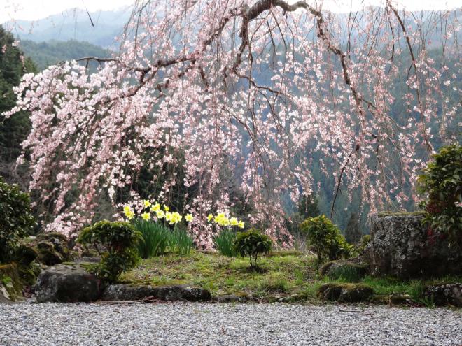 Cherry blossom of Goshin-ji