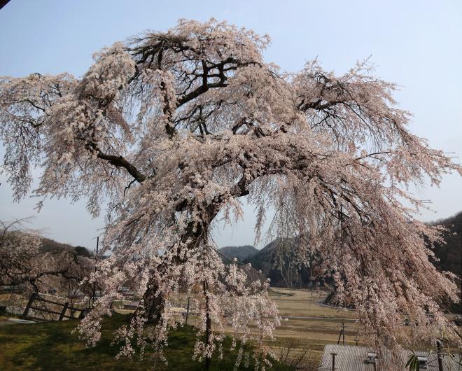 Cherry blossom of Gokuraku-ji