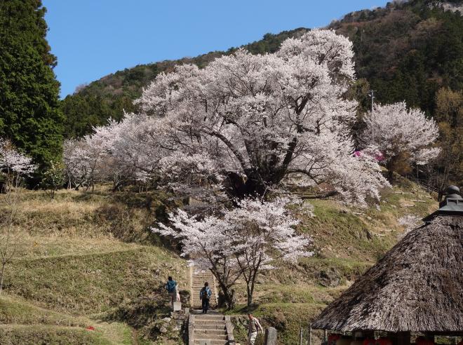 Cherry blossom of Butsuryu-ji