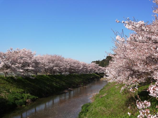 Cherry blossom along Uda River