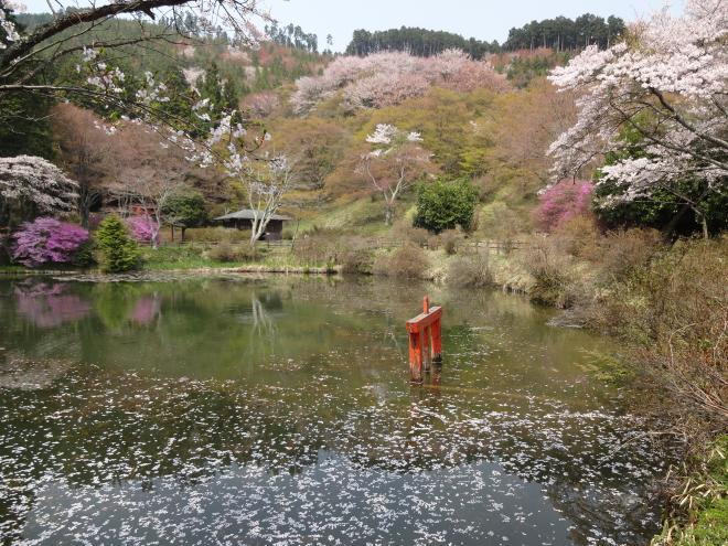 Cherry blossom of Torimiyama Park