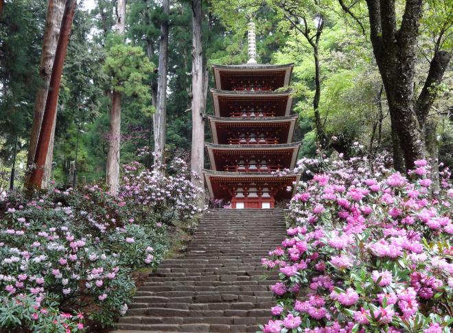 Rhododendrons of Muro-ji