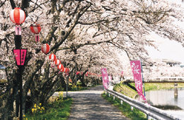 水分桜「古市場・芳野川沿い」