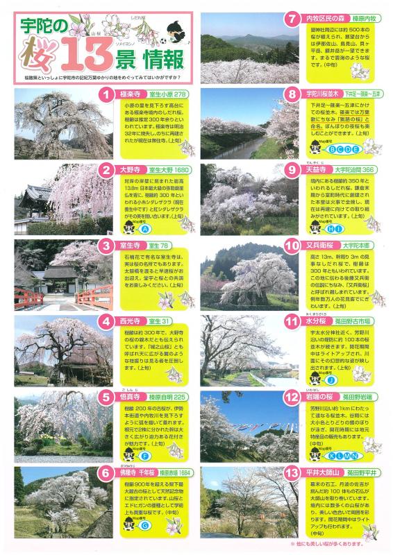 桜13景